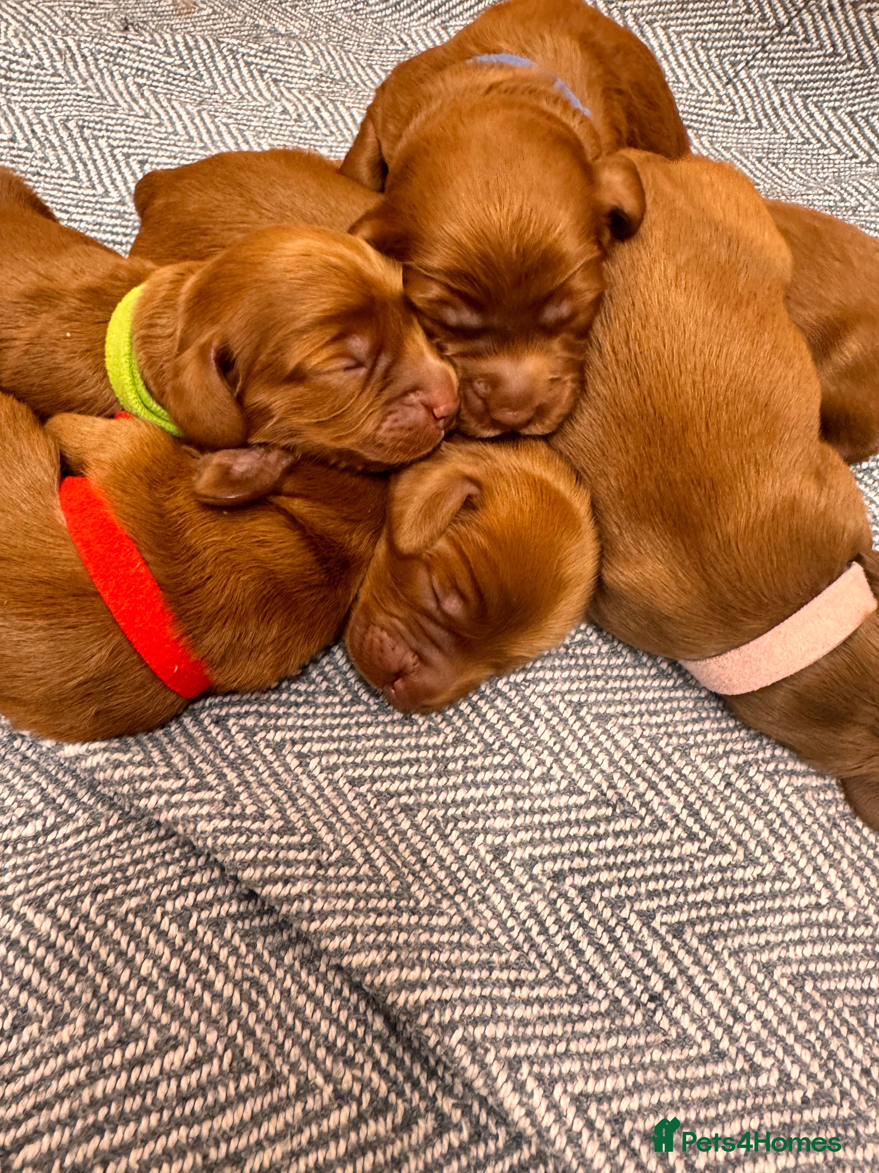 Cockapoo dogs Beautiful Deep Red Cockerpoo Litter Health Checked - Advert 1