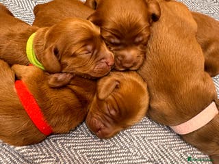 Cockapoo dogs Beautiful Deep Red Cockerpoo Litter Health Checked - Advert 1