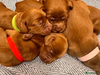 Cockapoo dogs Beautiful Deep Red Cockerpoo Litter Health Checked - Advert 3