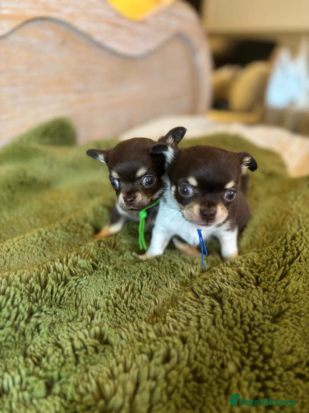 Chihuahua dogs for sale: Chocolate chihuahua boys ready now  - Advert 1