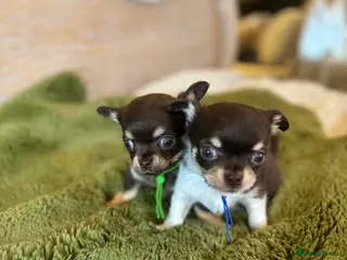 Chihuahua dogs Chocolate chihuahua boys ready now - Advert 8