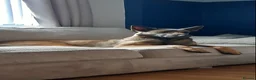 Belgian Shepherd Dog dogs for sale: Belgian Malinois  - Advert 5