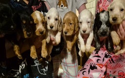 Cocker Spaniel dogs for sale: Cocker spaniel puppies  - Image 1