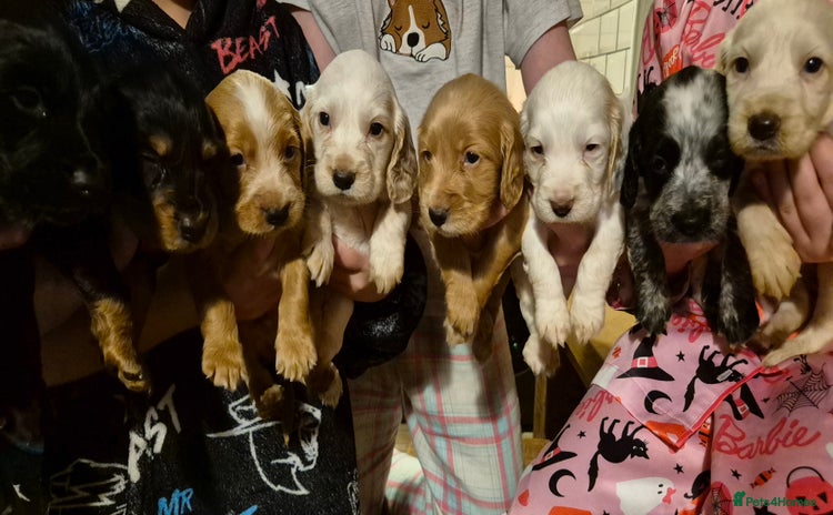 Cocker Spaniel dogs - Advert 8