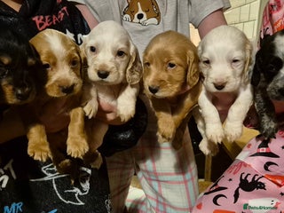 Cocker Spaniel dogs - Advert 26