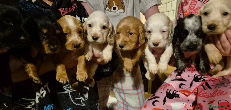 Cocker Spaniel dogs - Advert 1