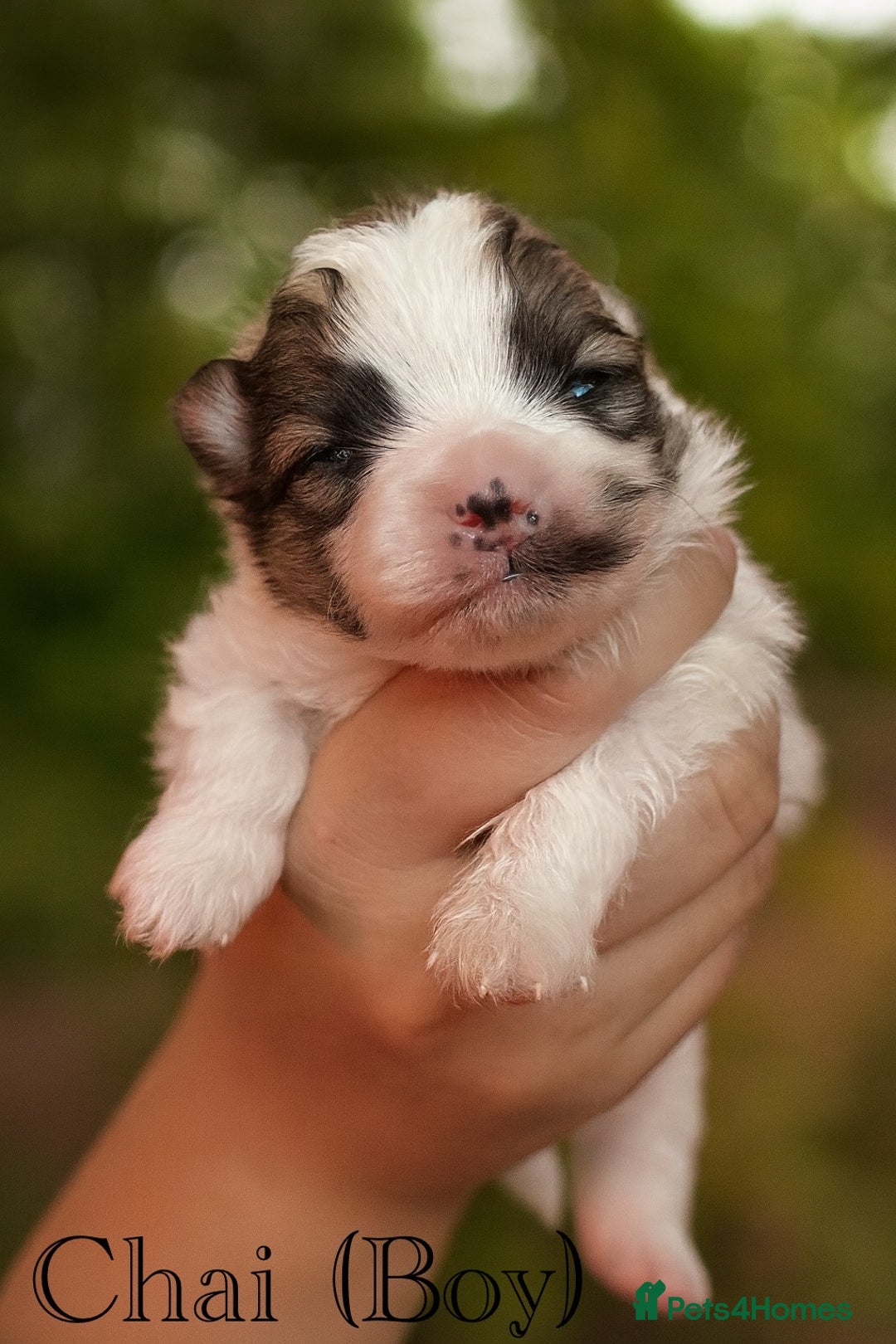 Pomeranian dogs for sale: Beautifu Litter- Russian/Chi Tien Pomeranian Pups - Advert 19