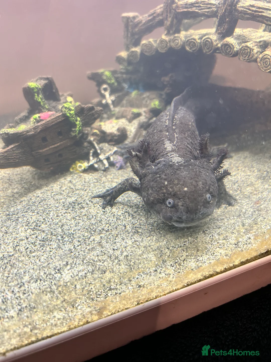 Other/Mixed Breed fish for sale: Black Speckled Axolotl  - Advert 1