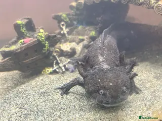 Other/Mixed Breed fish Black Speckled Axolotl - Advert 1