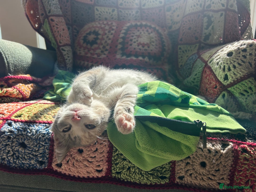 Domestic Shorthair cats for sale: Beautifully bonded brother & sister to go together - Image 16