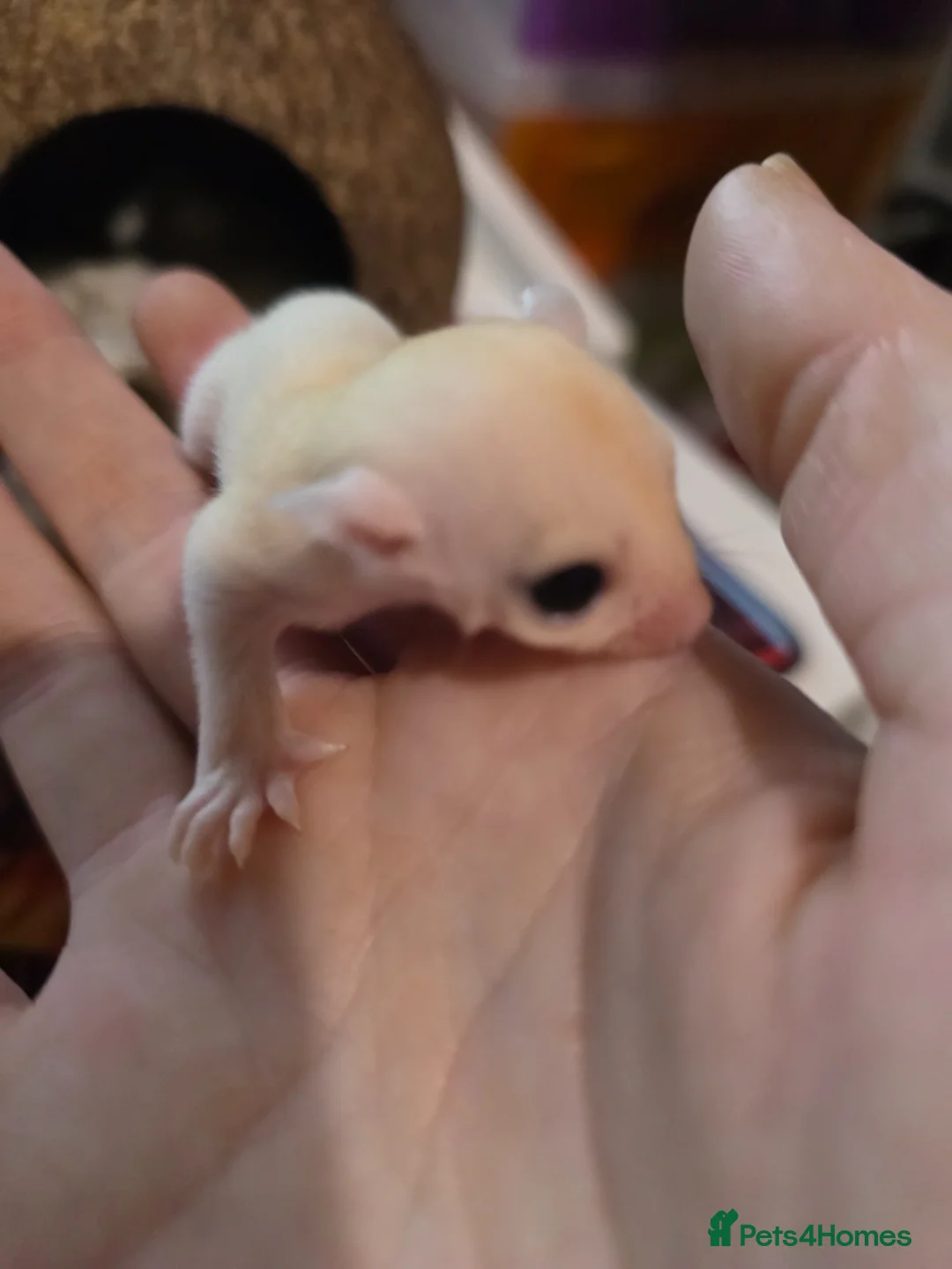 Sugar Glider rodents for sale: Twin sugar gliders  in Salford - Advert 8