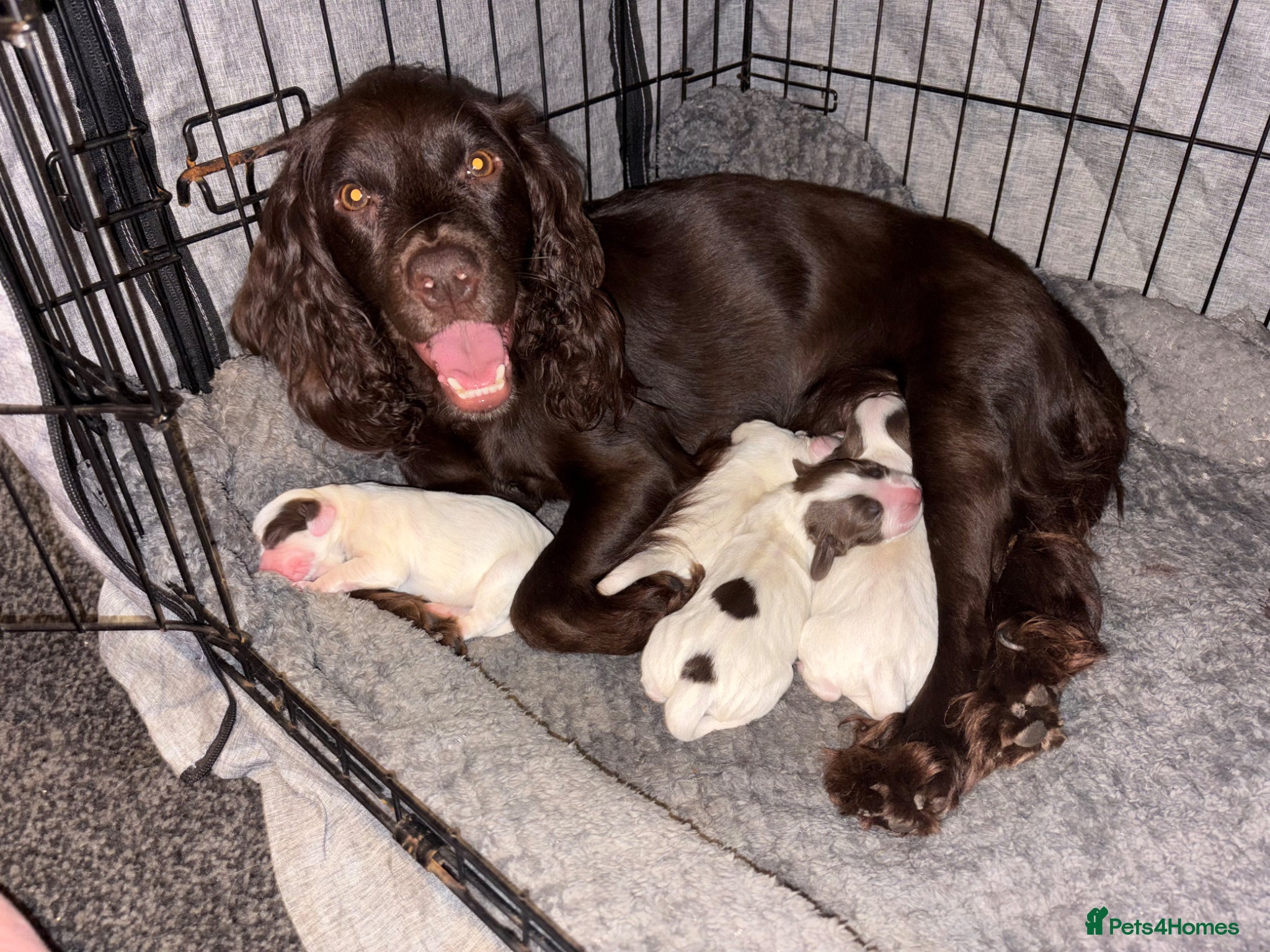 Cocker Spaniel dogs 3 Cocker Spaniel Puppies for Sale - Advert 1