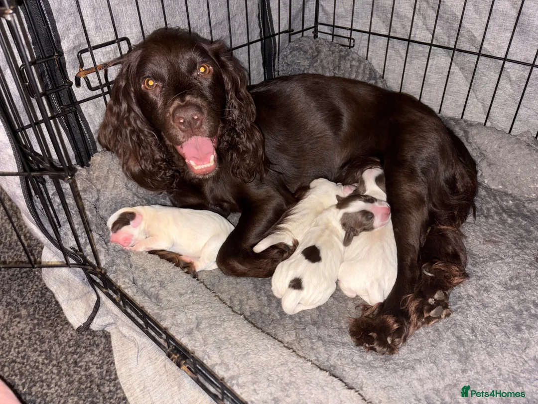 Cocker Spaniel dogs for sale: 3 Cocker Spaniel Puppies for Sale in Skelmersdale - Advert 1