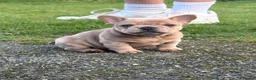 French Bulldog dogs for sale: 2 gorgeous French bulldog puppies  - Advert 16