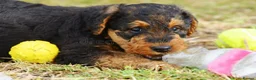 Airedale Terrier dogs for sale: Airedale - Advert 3