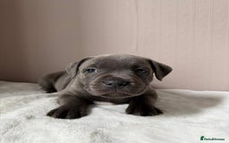 Staffordshire Bull Terrier dogs for sale: BLUEDOGCITY PHARON AT BULLSCAFF X WEDNESDAY ADDAMS - Image 23