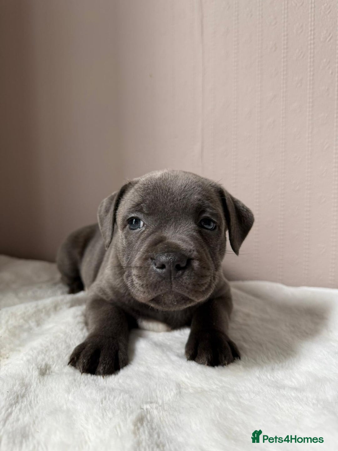 Staffordshire Bull Terrier dogs for sale: BLUEDOGCITY PHARON AT BULLSCAFF X WEDNESDAY ADDAMS - Image 23