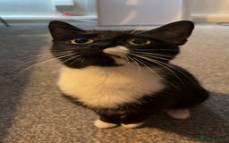Mixed Breed cats for sale: Female 2 year old cat - Image 3