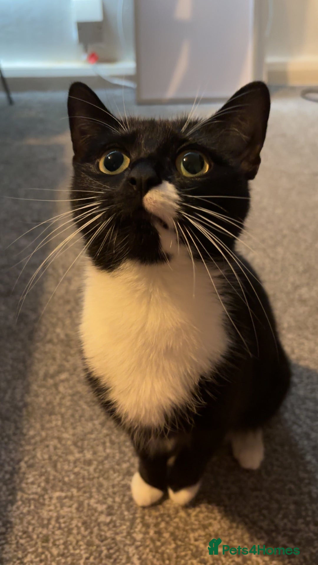 Mixed Breed cats for sale: Female 2 year old cat - Image 3