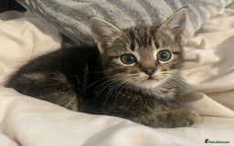 British Shorthair cats for sale: Beautiful kittens  - Image 6