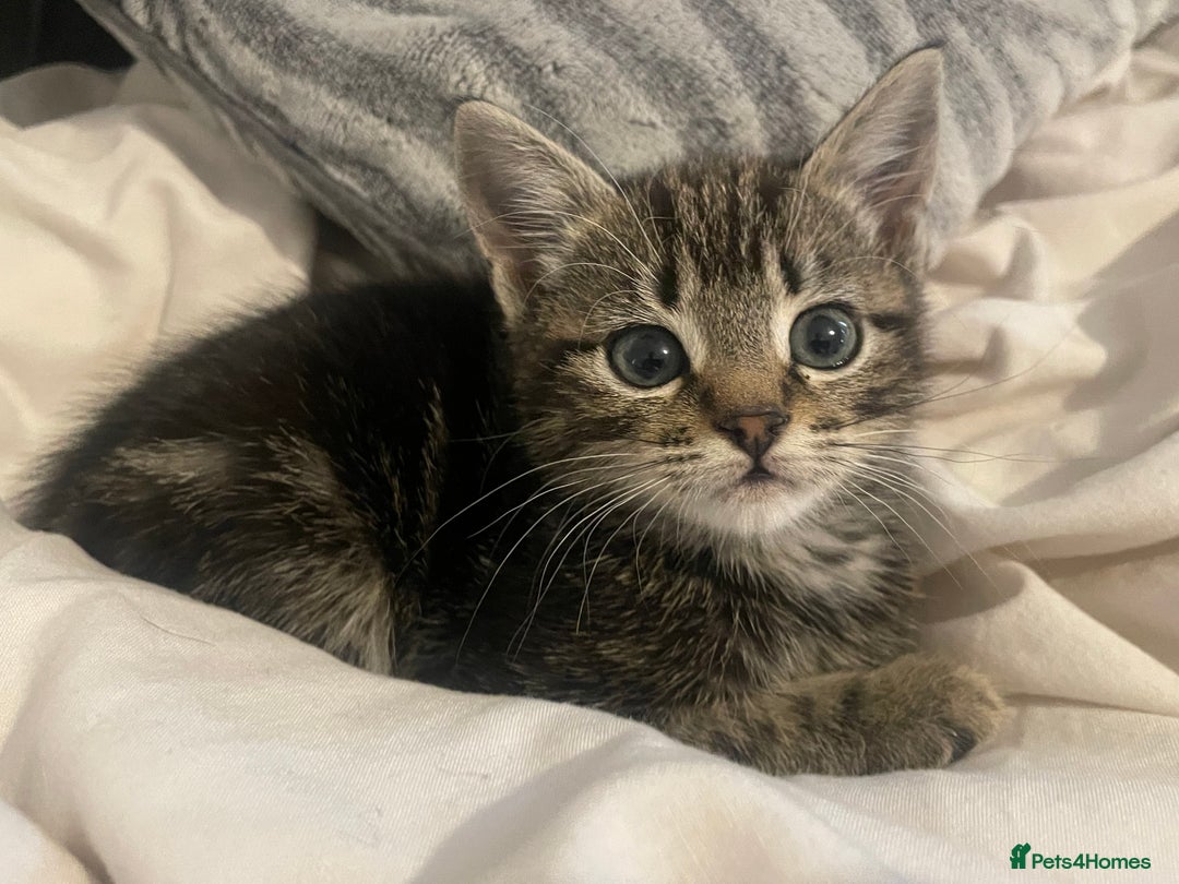 British Shorthair cats for sale: Beautiful kittens  - Image 6