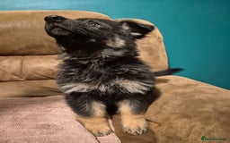 German Shepherd dogs for sale: Ready Now-KC, health Tested German Shepherd Pups - Image 9