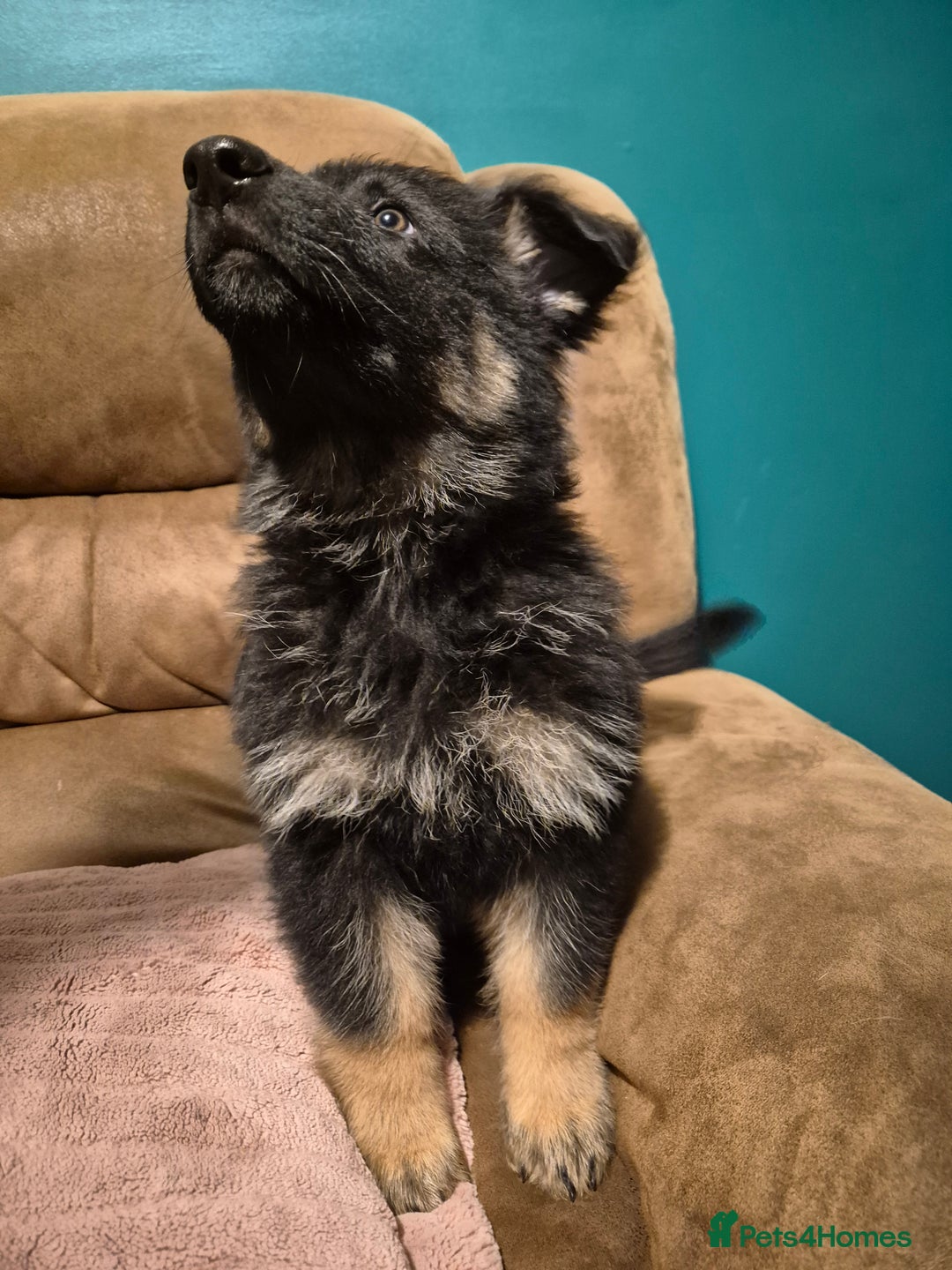 German Shepherd dogs for sale: Ready Now-KC, health Tested German Shepherd Pups - Image 9