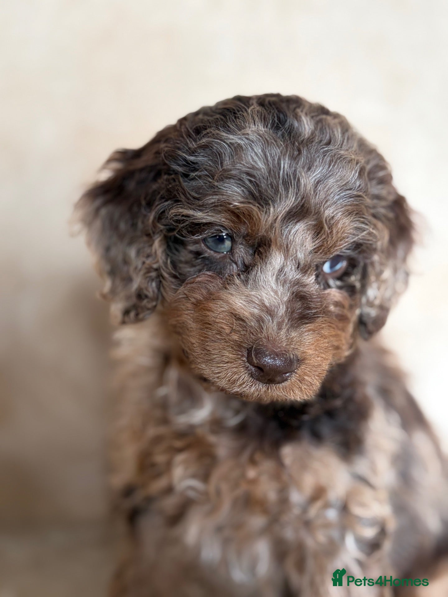 Cockapoo dogs Bundles of Joy - Advert 18