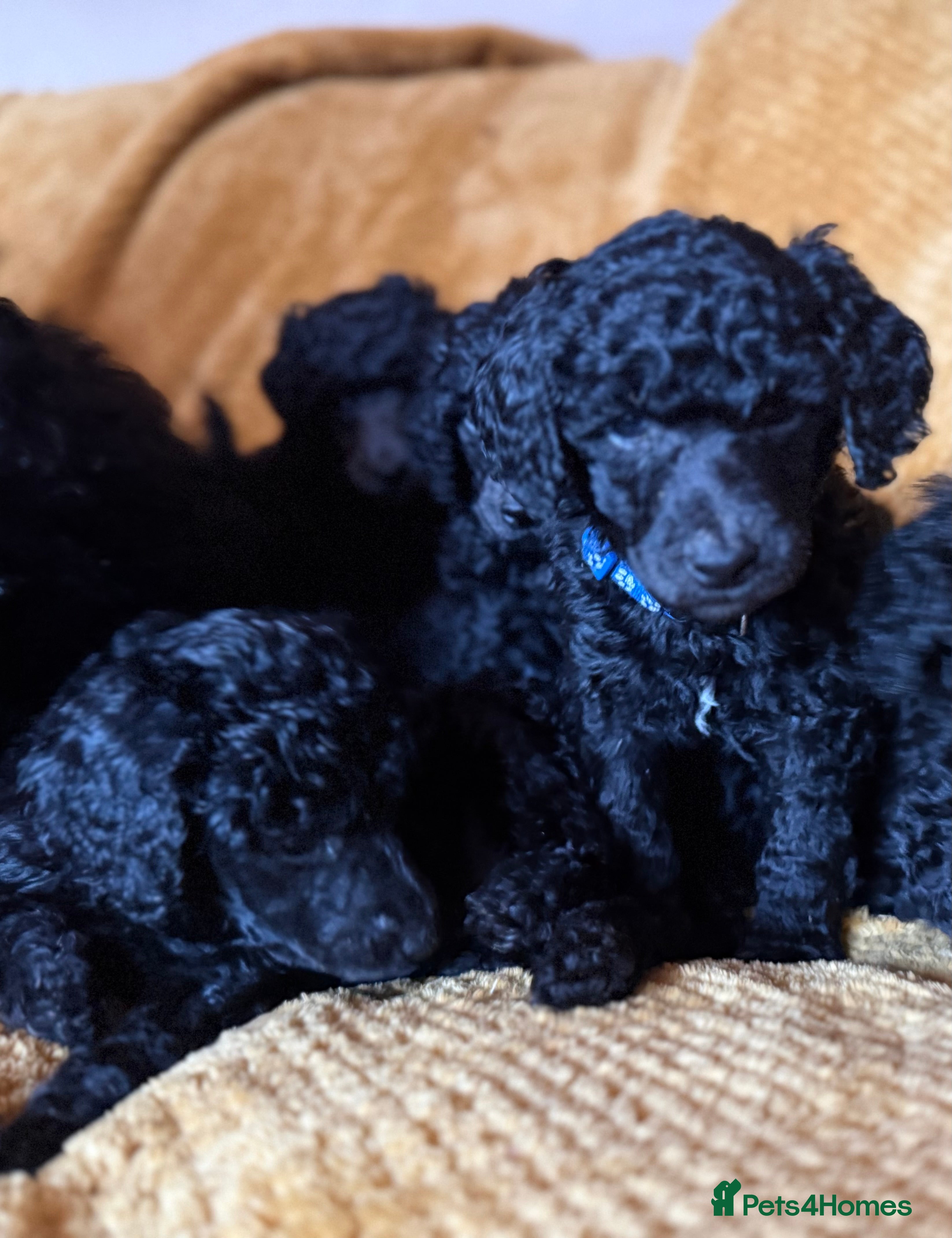 Standard Poodle dogs KC registered Standard Poodle puppies - Advert 1