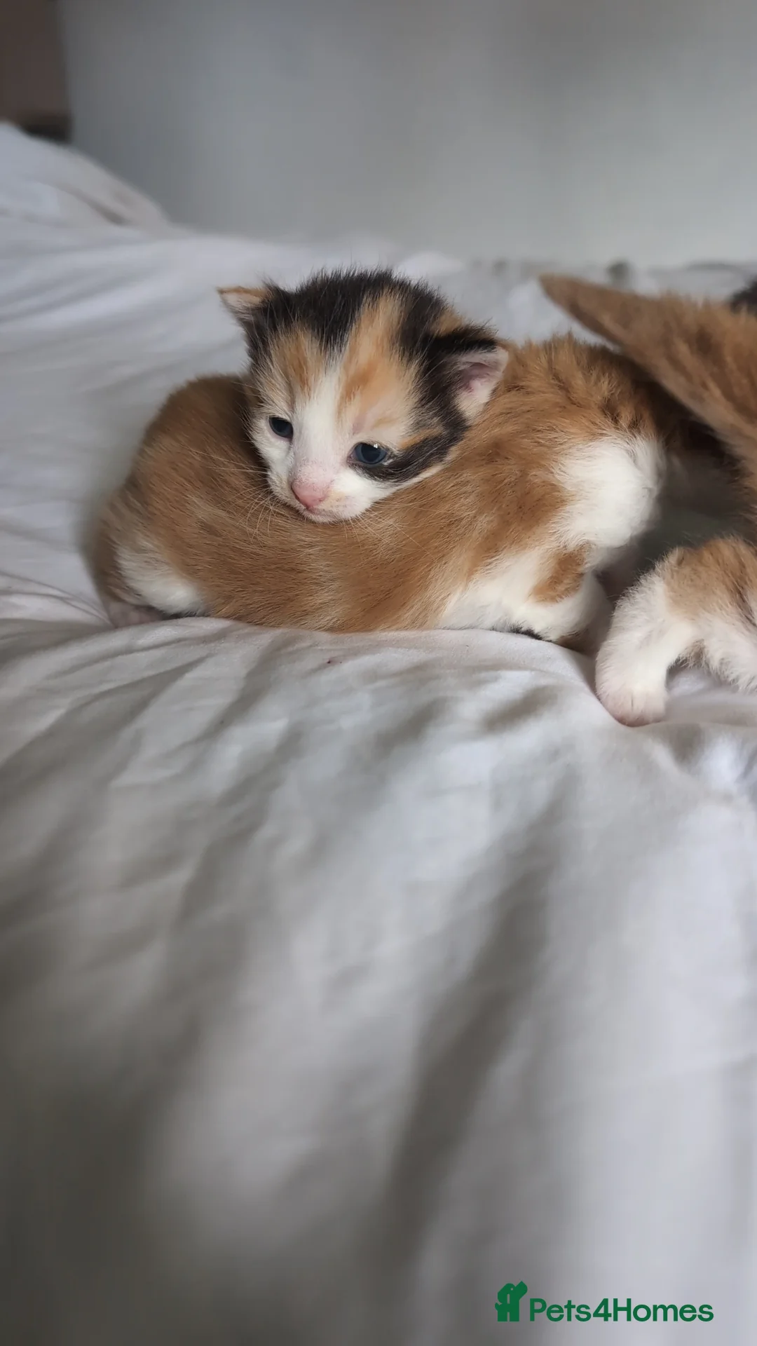 Mixed Breed cats for sale: Beautiful long haired kittens - Advert 11