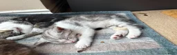 Mixed Breed cats for sale: CUTE KITTENS - Advert 16