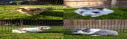 Lionhead rabbits for sale: Lionheads & Minilops - 6 Rabbits Looking for Homes - Advert 16