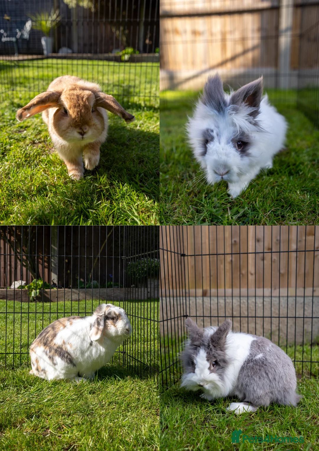 Lionhead rabbits for sale: Lionheads & Minilops - 6 Rabbits Looking for Homes - Advert 16