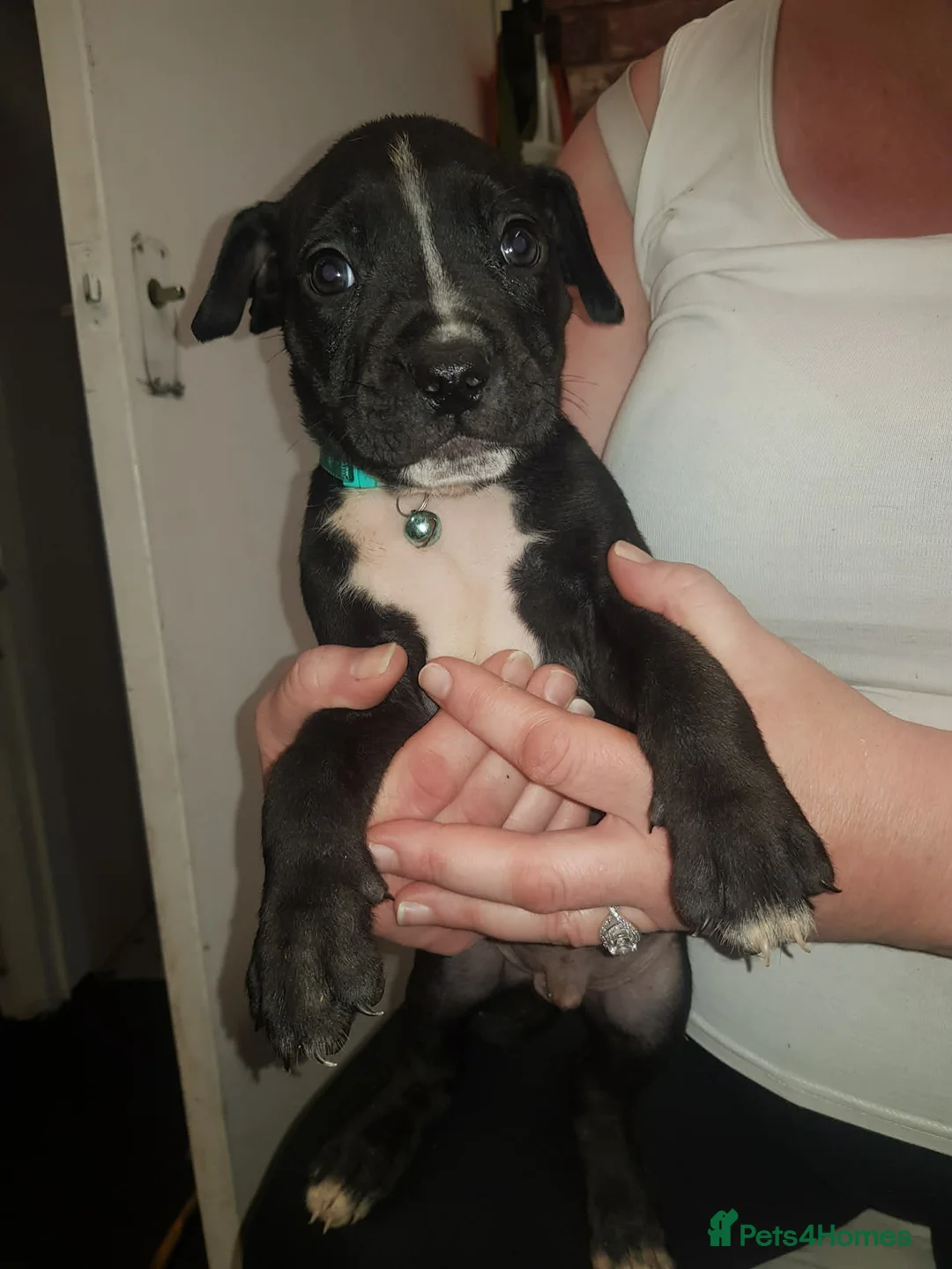 Mixed Breed dogs for sale: Presa canario x puppies - Advert 1