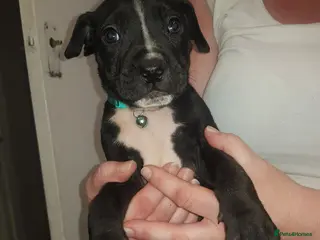 Mixed Breed dogs Presa canario x puppies - Advert 1