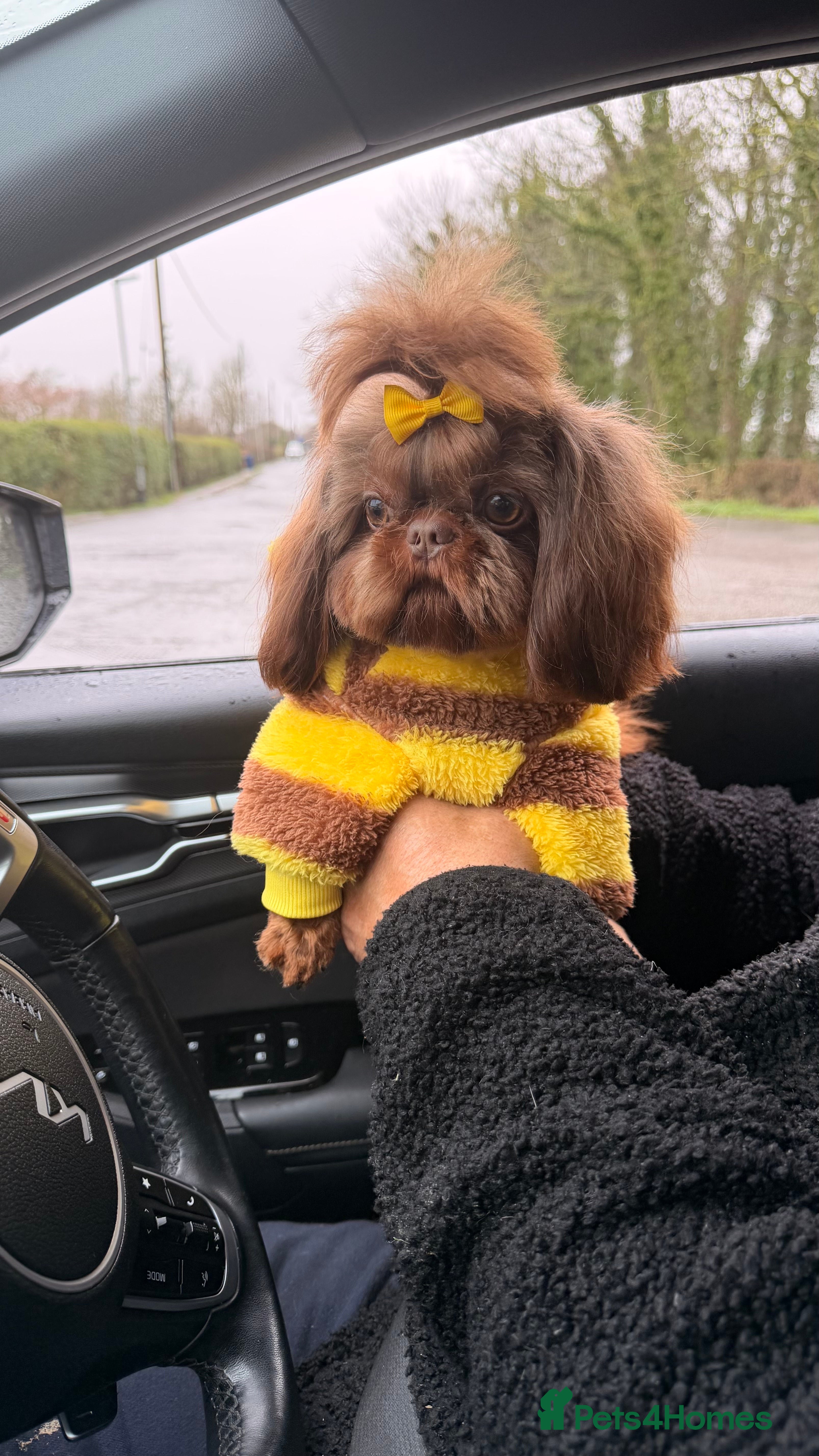 Shih Tzu dogs 🐶💎 Bumble – Imperial Shih Tzu Stud, kc reg 💎🐶 - Advert 1