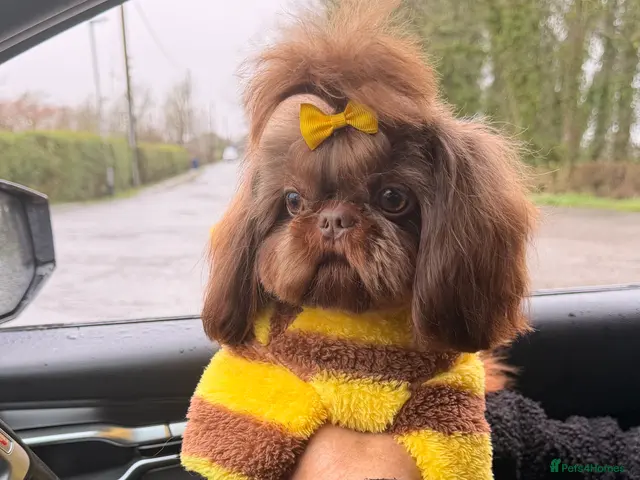 Shih Tzu dogs 🐶💎 Bumble – Imperial Shih Tzu Stud, kc reg 💎🐶 - Advert 2