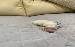 Maltese dogs for sale: Gorgeous pure white Maltese puppies! - Image 7