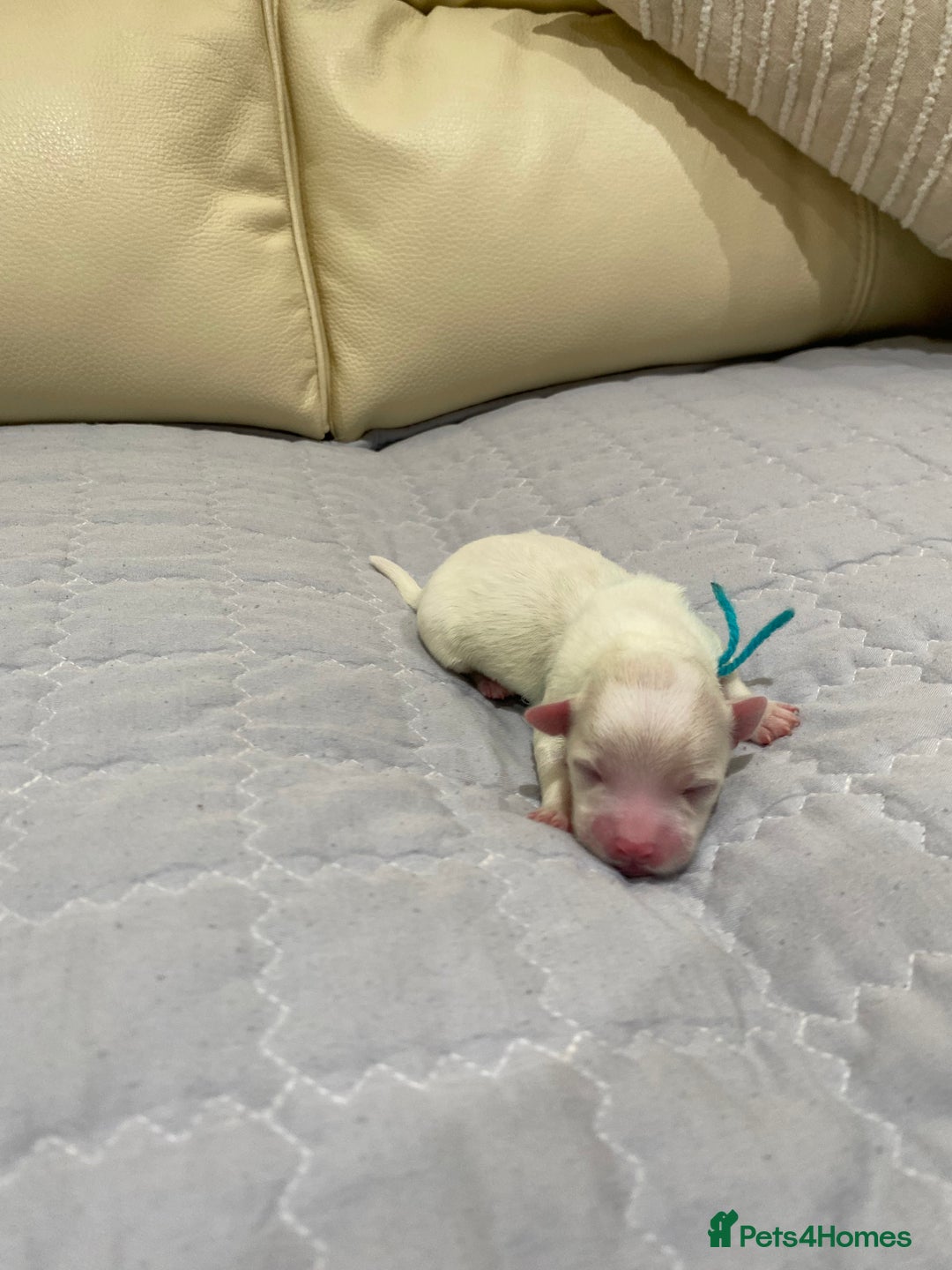 Maltese dogs for sale: Gorgeous pure white Maltese puppies! - Image 7