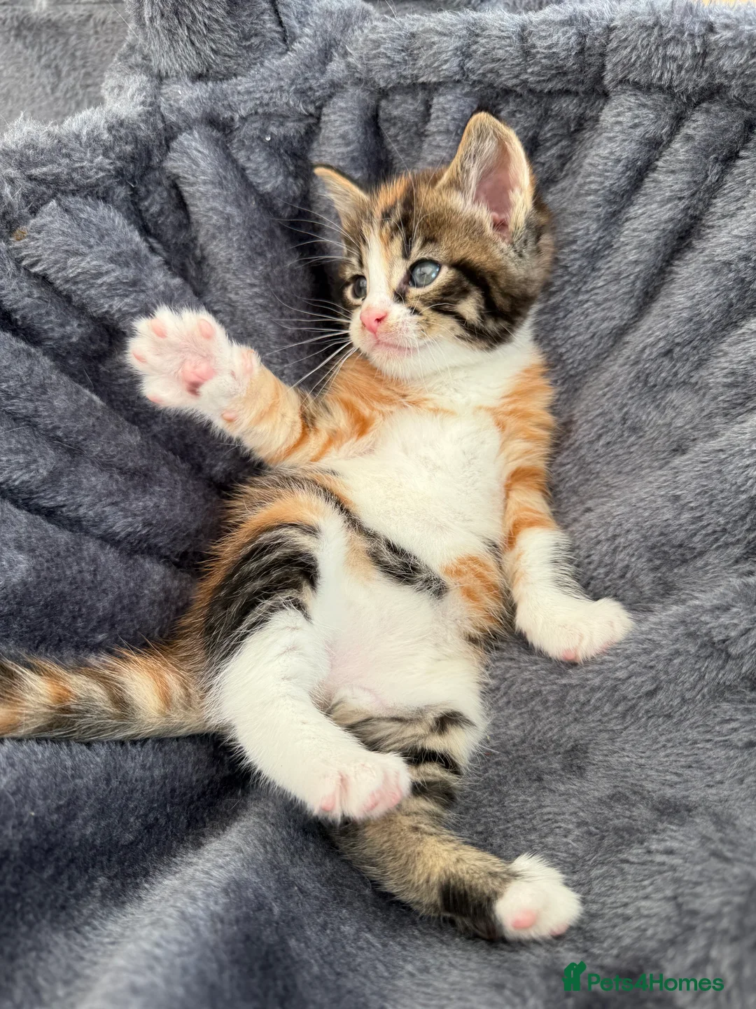 Maine Coon cats for sale: Adorable half Tortoiseshell Maine coon kittens - Advert 2