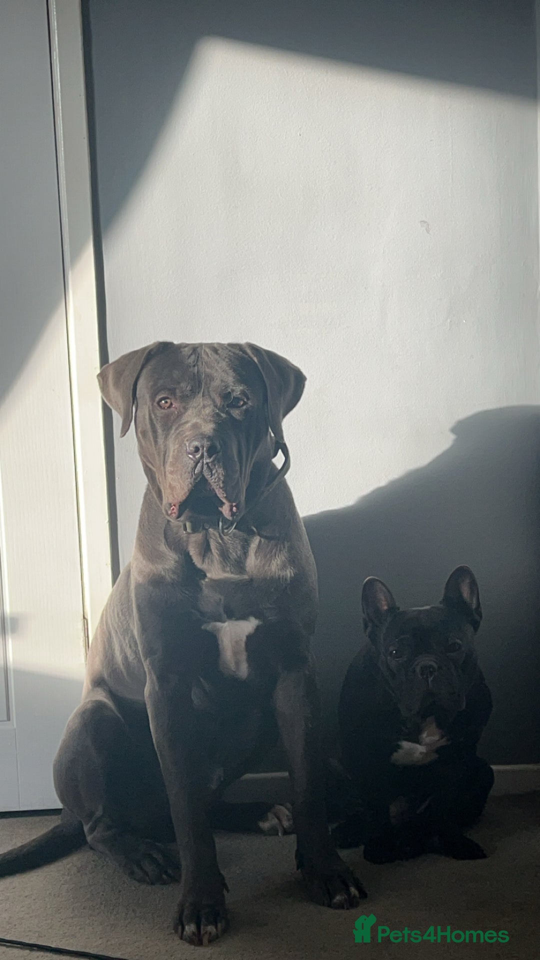 Cane Corso dogs for sale: 3 year old cane corso - Advert 6