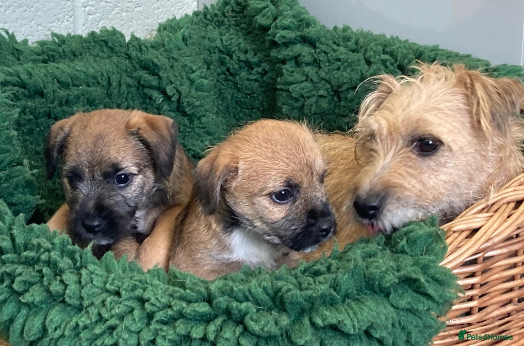 Mixed Breed dogs for sale: Border Terrier x Norfolk - Advert 2