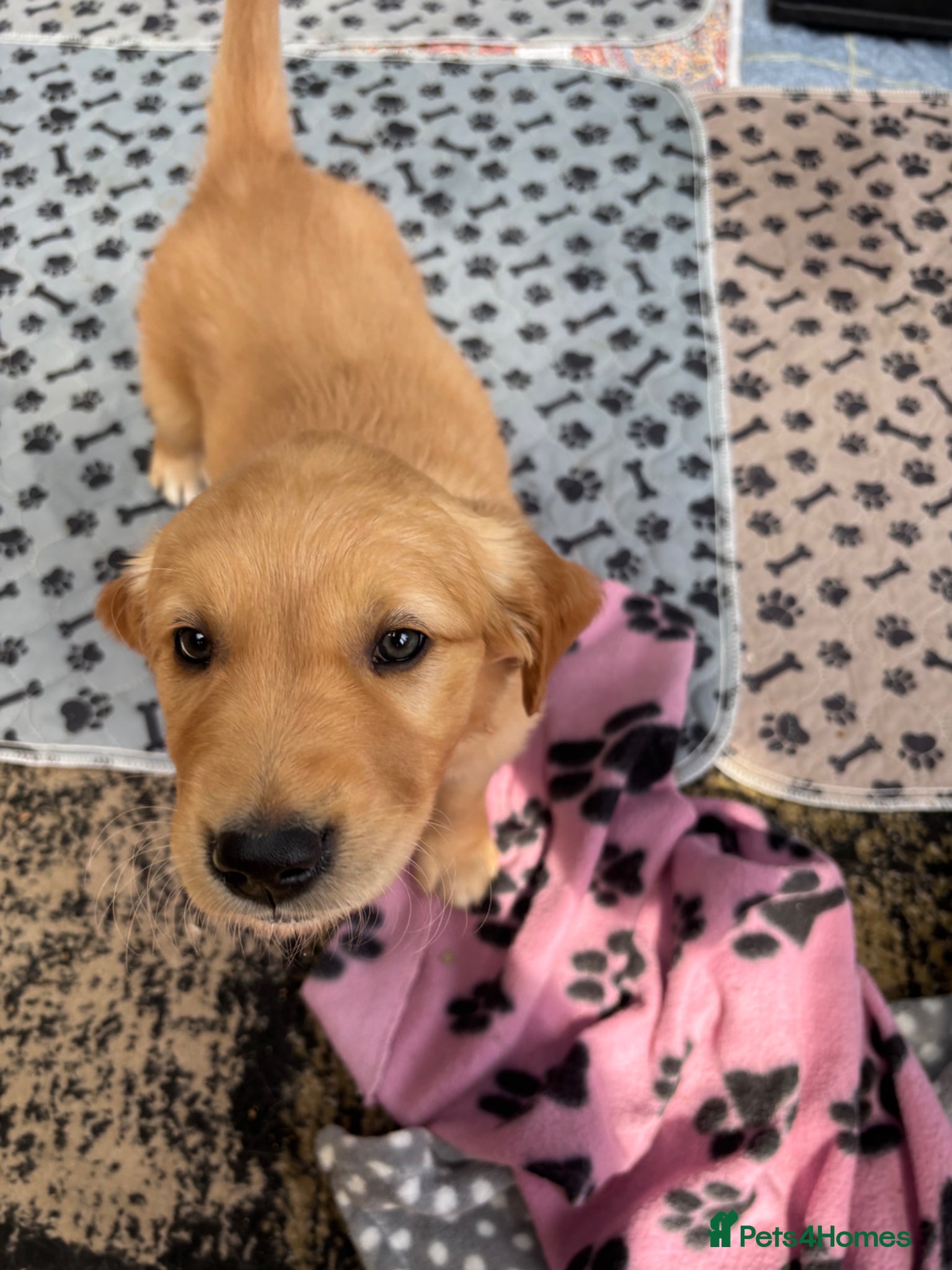 Golden Retriever dogs KC Registered Golden retriever puppies  - Advert 1