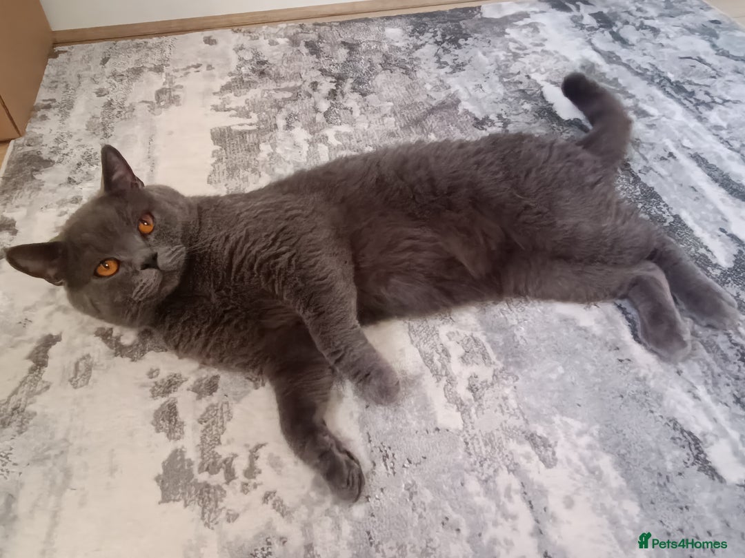 Mixed Breed cats for sale: Mixed breed - BSH x Scottish fold male - Advert 7