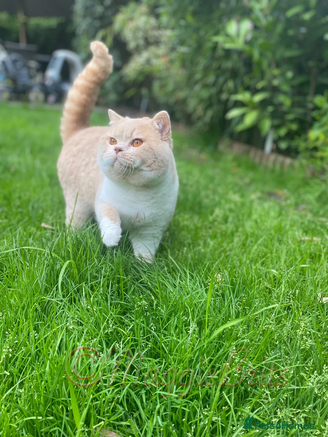 British Shorthair cats for stud: Championline Bi-Cream Boy in Northolt - Advert 9