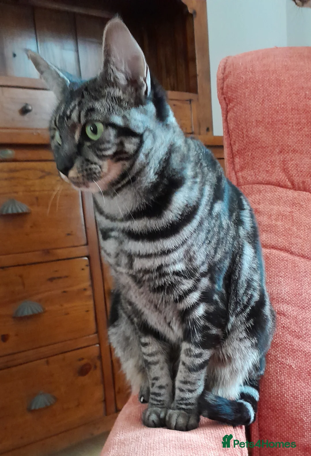 Savannah cats for sale: TICA Reg F4 Silver & Black Marbled Savannah  - Advert 20