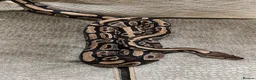 Python Snake reptiles for sale: Alora - dazzling, huge and very tame - Advert 5