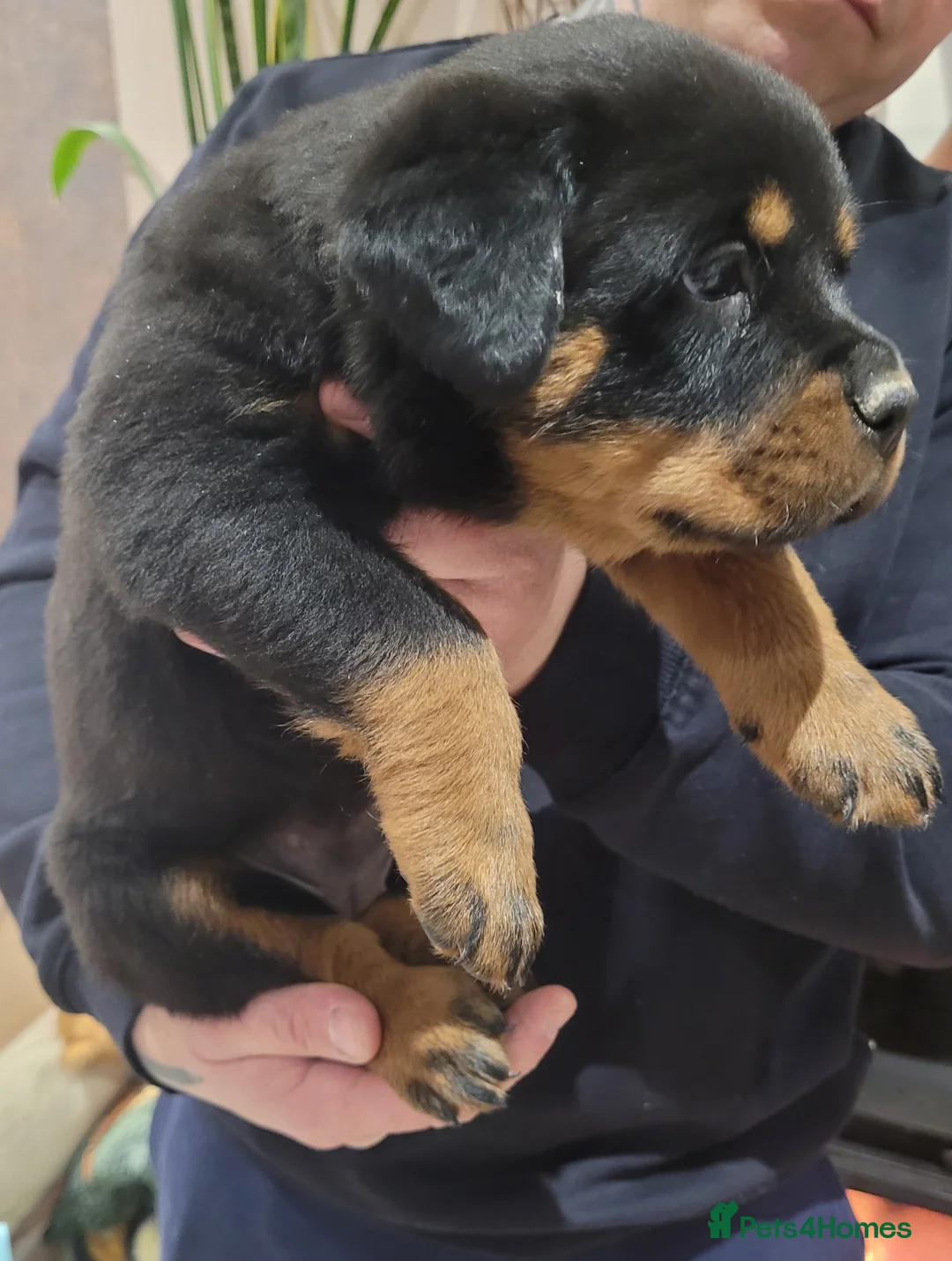 Rottweiler dogs for sale: GIANT ROTTWEILER PUP. PICK OF LITTER FEMALE - Advert 4