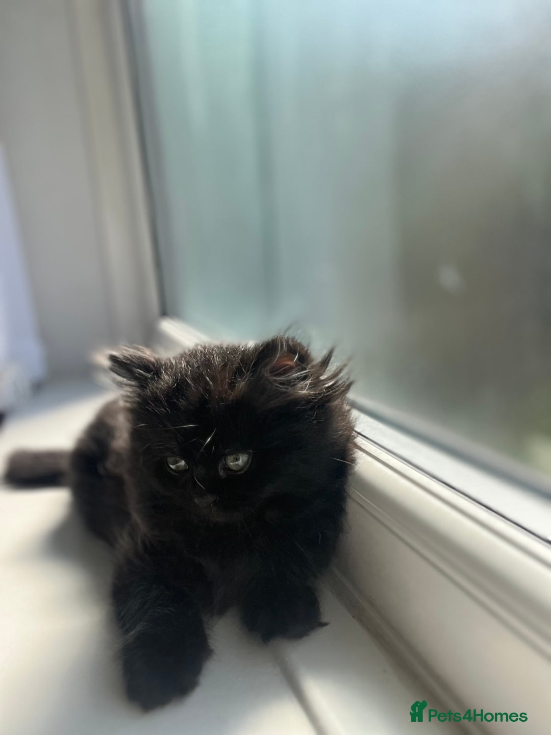 Persian cats for sale: Persian chinchilla kittens - Image 8
