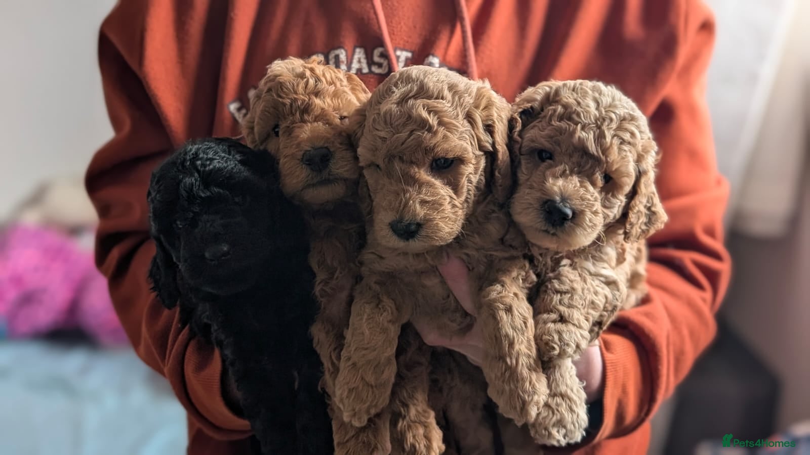 Miniature Poodle dogs Health Tested Miniature Poodles - 7 weeks old - Advert 1